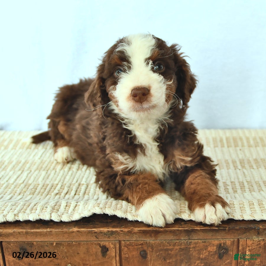 Mini Bernedoodle dogs Cyrus - Ad 1