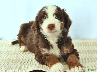 Mini Bernedoodle dogs for sale: Cyrus - Ad 4