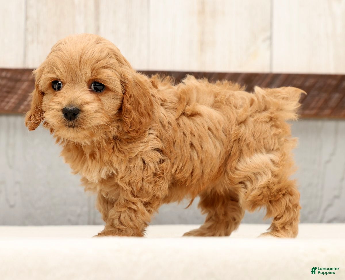 Cockapoo dogs Hosea - Ad 1