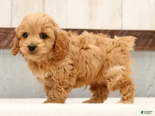 Cockapoo dogs for sale: Hosea - Ad 3