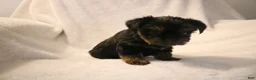 Shorkie dogs for sale: Beau - Ad 3