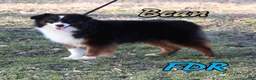 Miniature Australian Shepherd dogs for sale: Damask - Ad 6