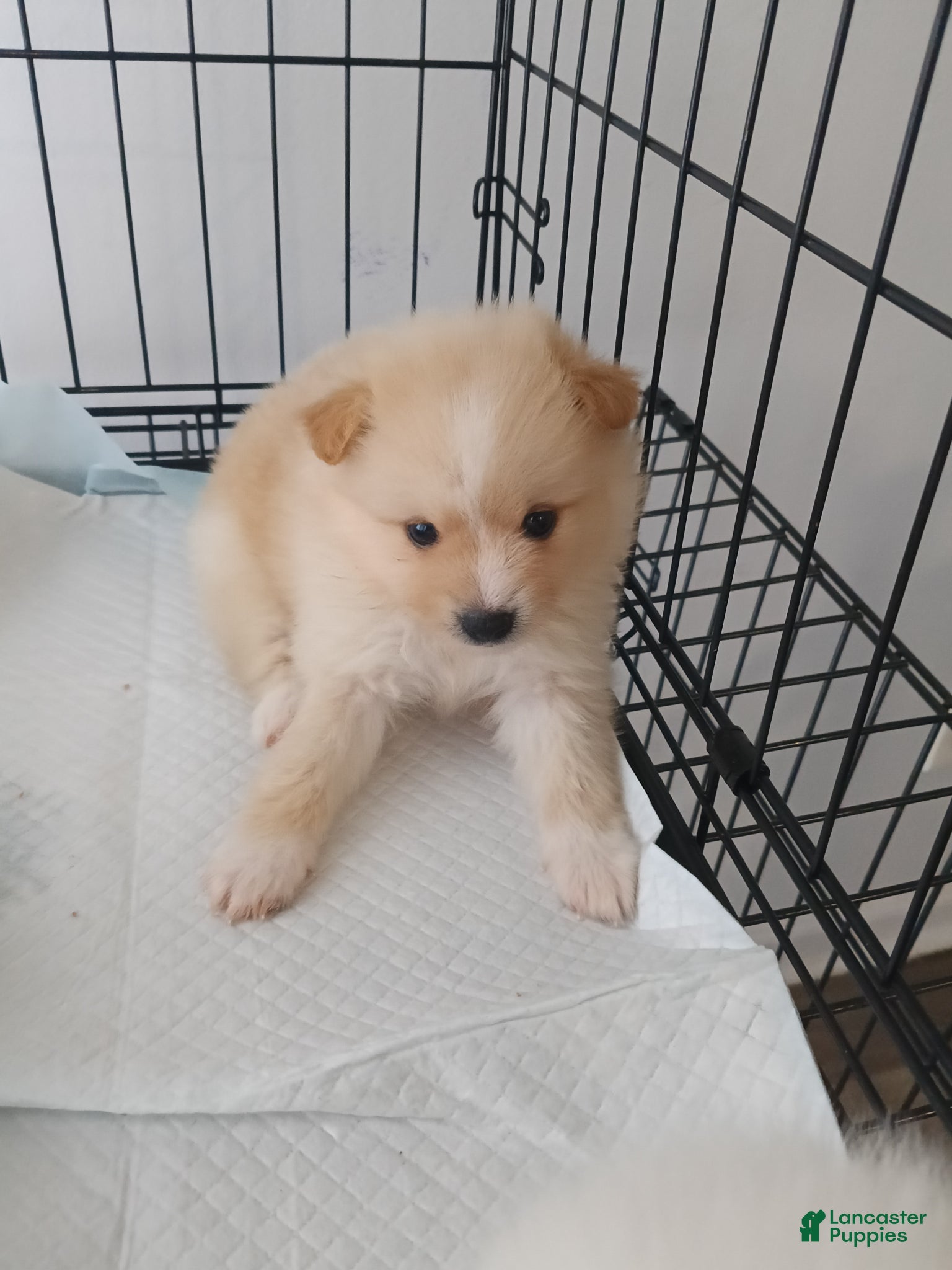 Pomeranian dogs Pomeranian Puppy 2 - Ad 1