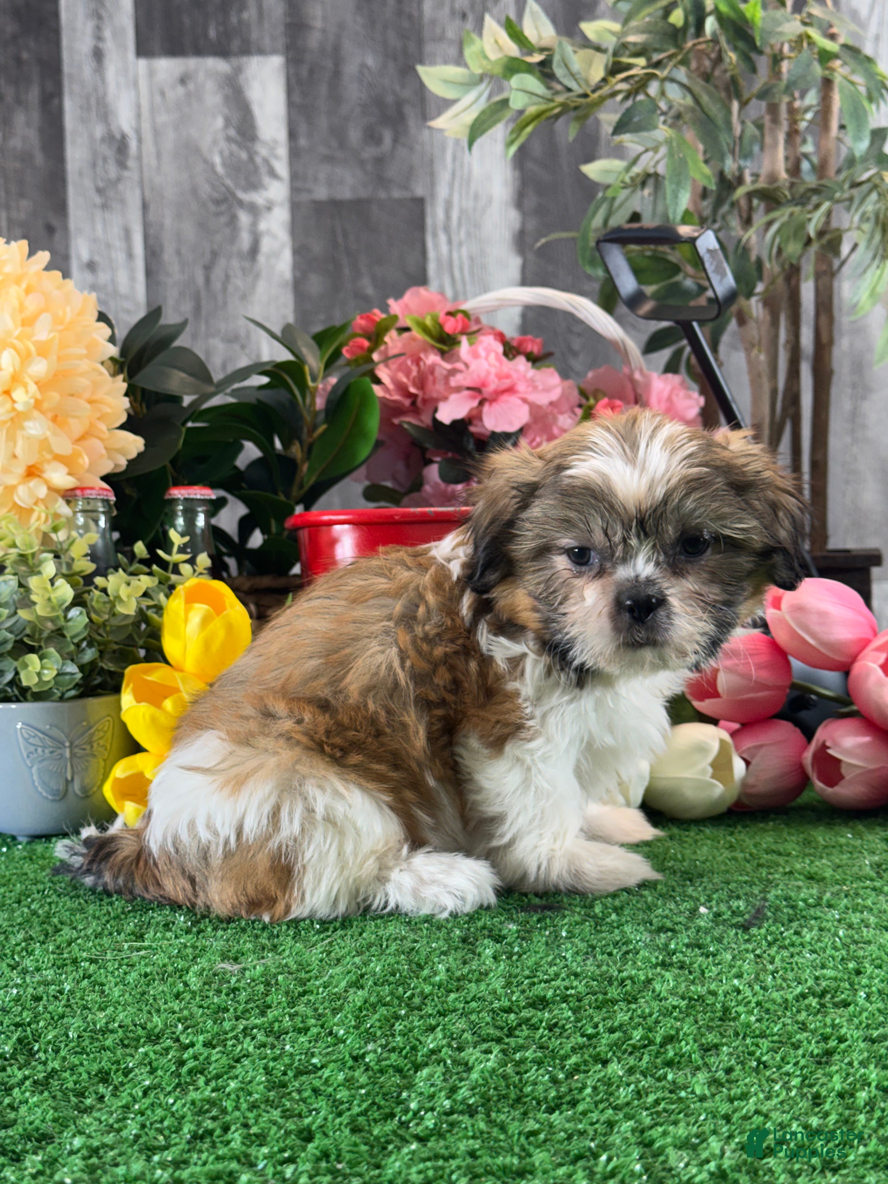 Shih Tzu dogs for sale: Sugar  - Ad 4