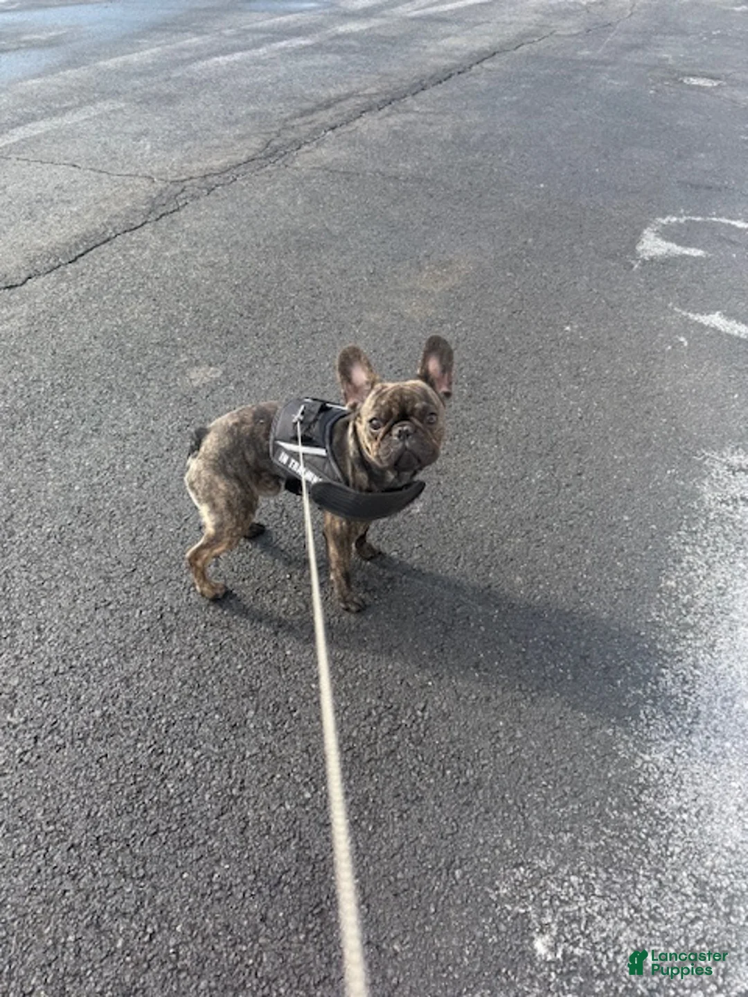 French Bulldog dogs for sale: French Bulldog Puppy 1 - Ad 2