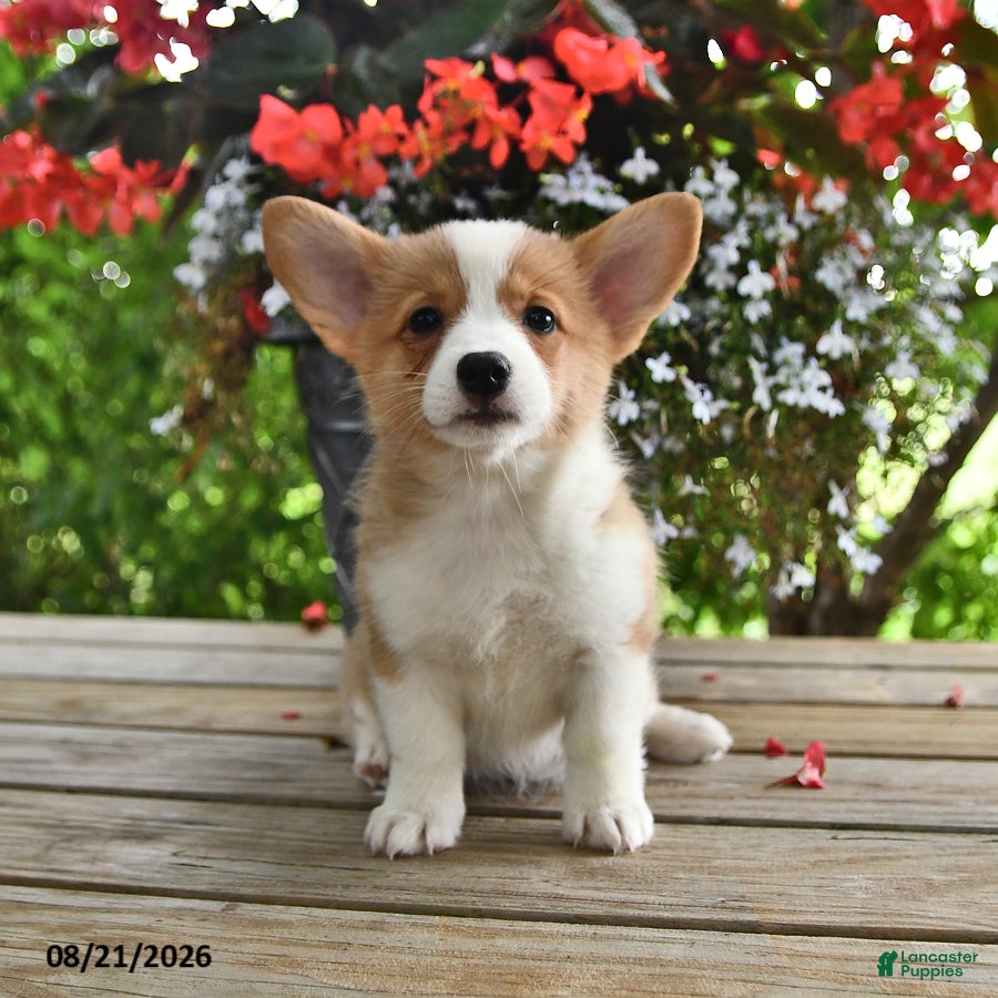 Welsh Corgi Pembroke dogs Anna - Ad 1