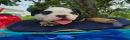 Olde English Bulldogge dogs for sale: James - Ad 2