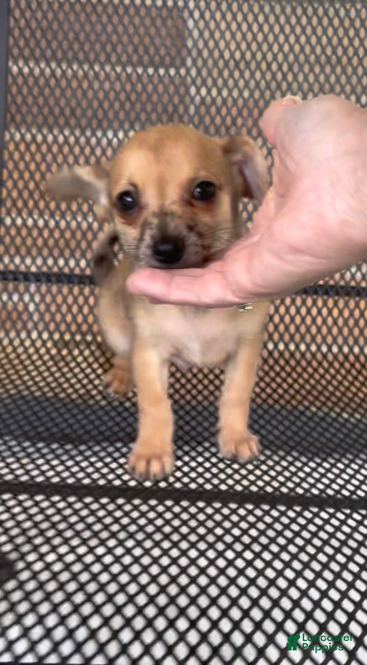 Chiweenie dogs Hairy Paw-ter - Ad 2