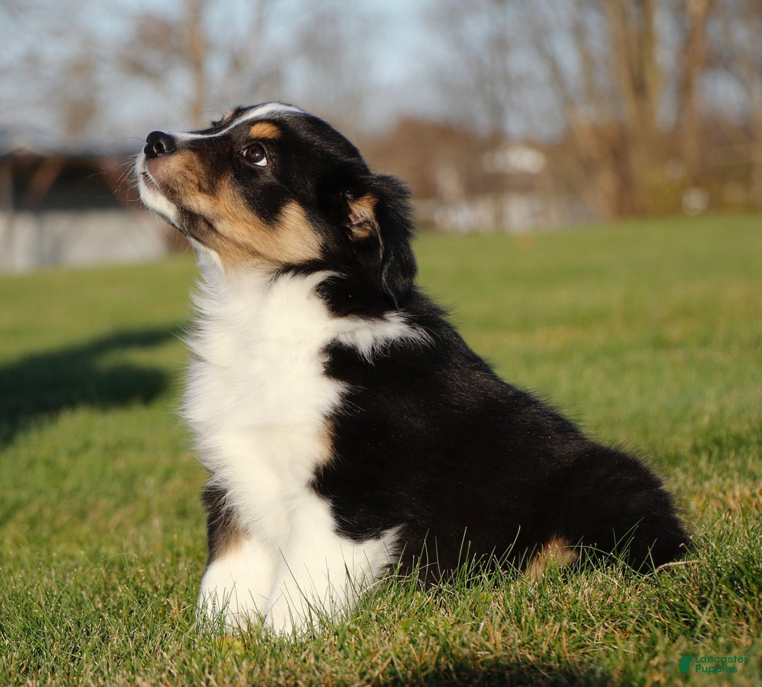 Australian Shepherd dogs for sale: Clara - Ad 1