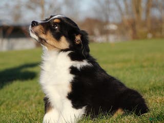 Australian Shepherd dogs Clara - Ad 31