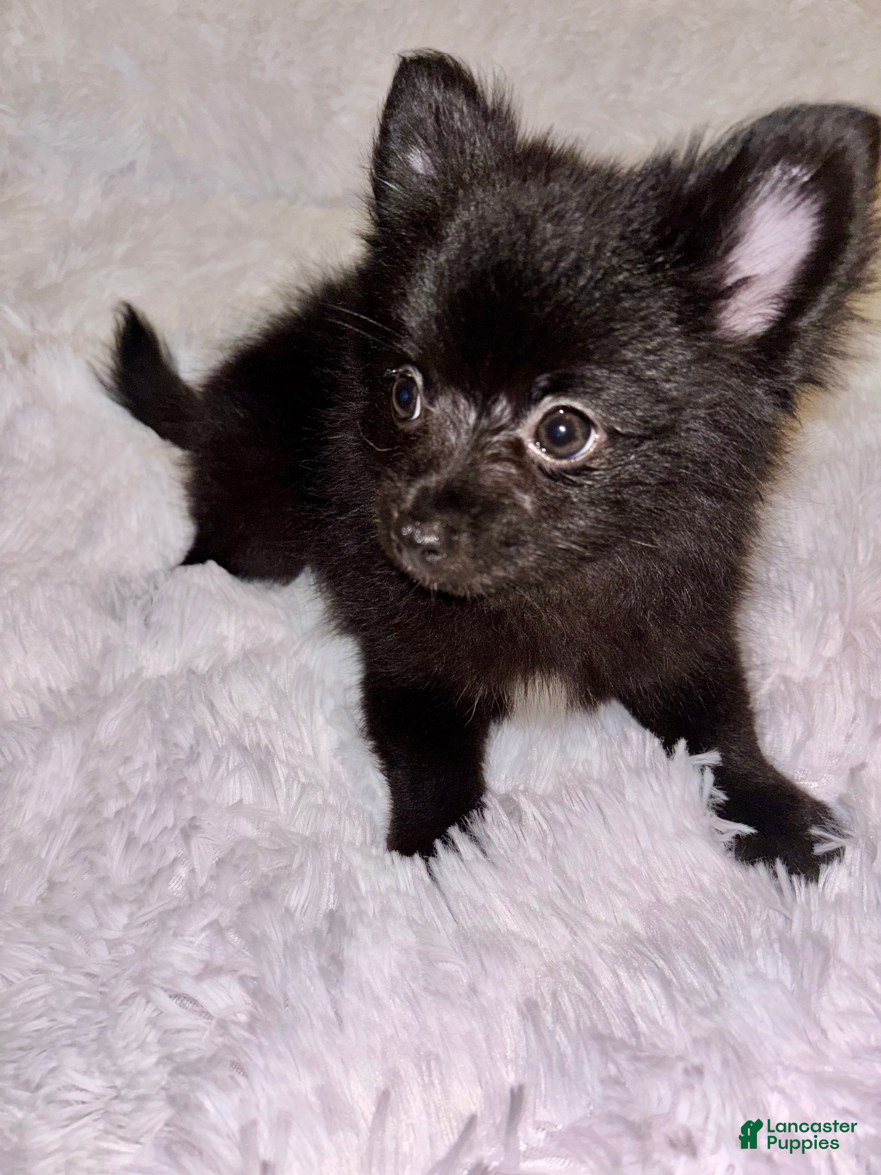 Pomeranian dogs Pomeranian 3 shiner  - Ad 2