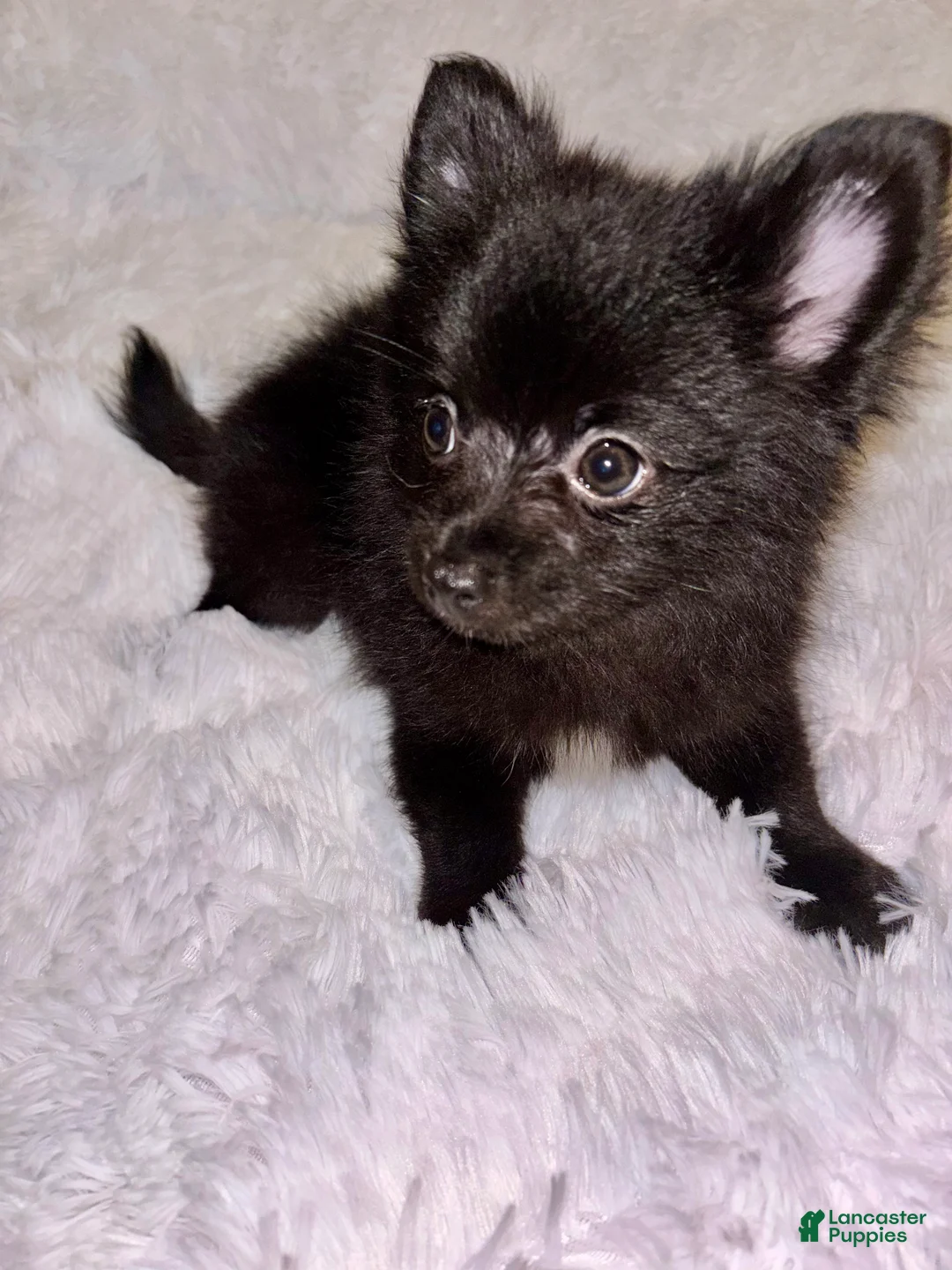 Pomeranian dogs for sale: Pomeranian 3 shiner  - Ad 1
