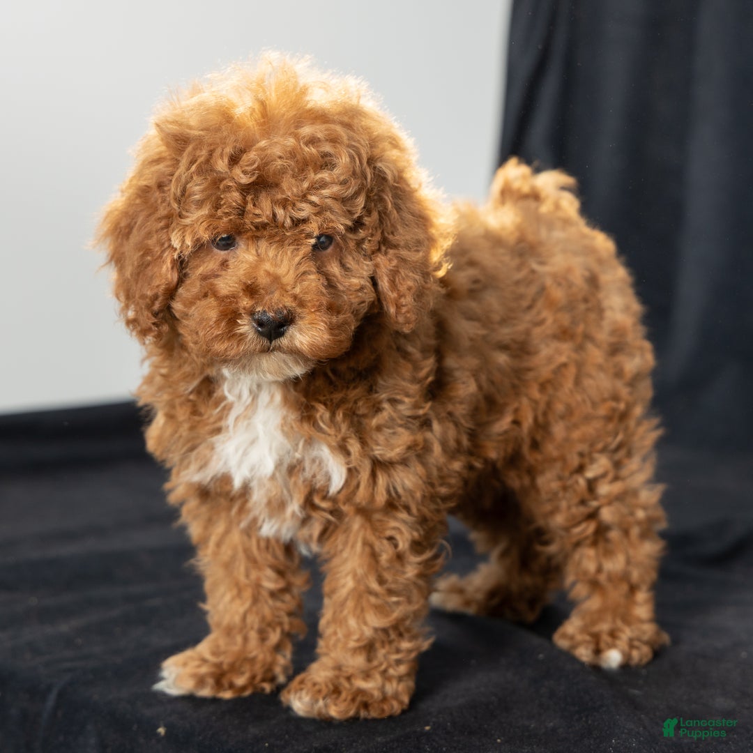 Toy Poodle dogs for sale: George - Ad 1