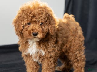 Toy Poodle dogs George - Ad 3