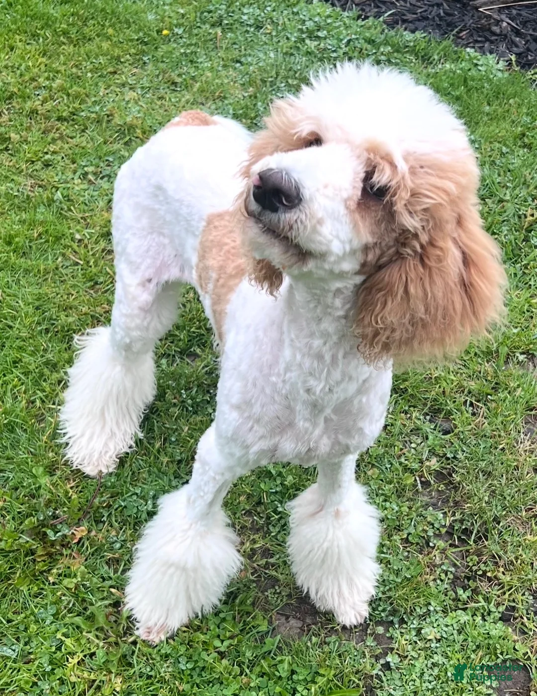 Standard Poodle dogs for sale: Angel - Ad 2