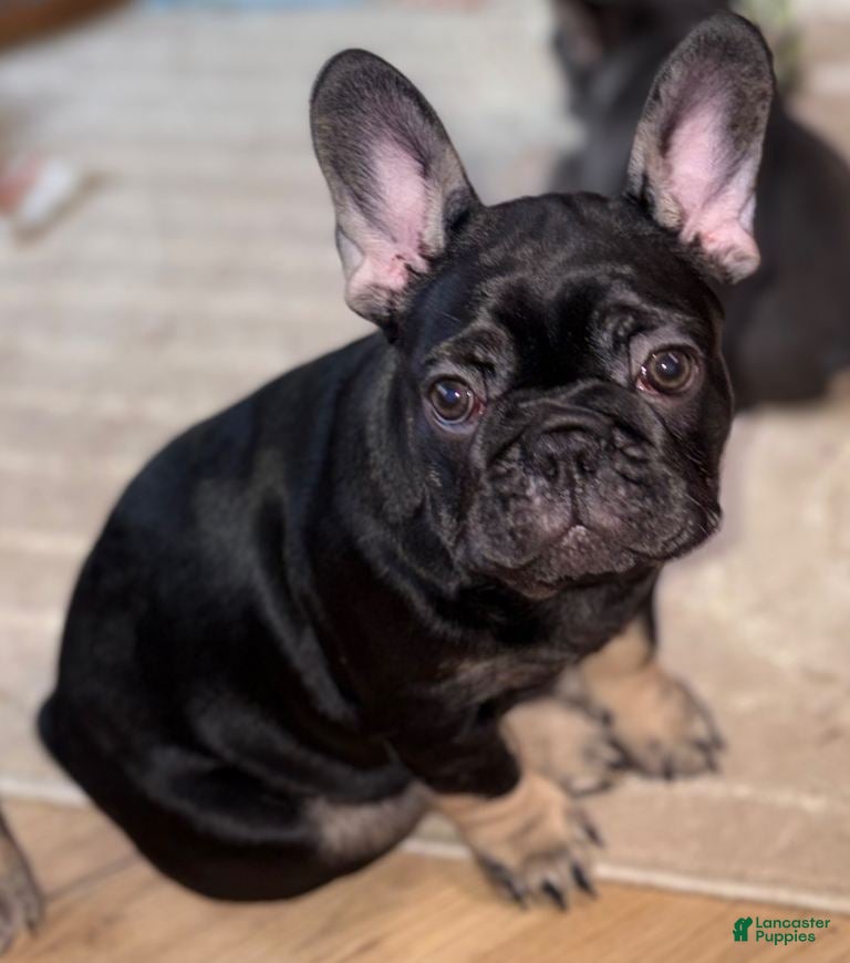 French Bulldog dogs French Bulldog Puppy 4 - Ad 24