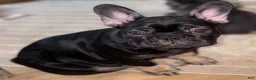 French Bulldog dogs for sale: French Bulldog Puppy 4 - Ad 1