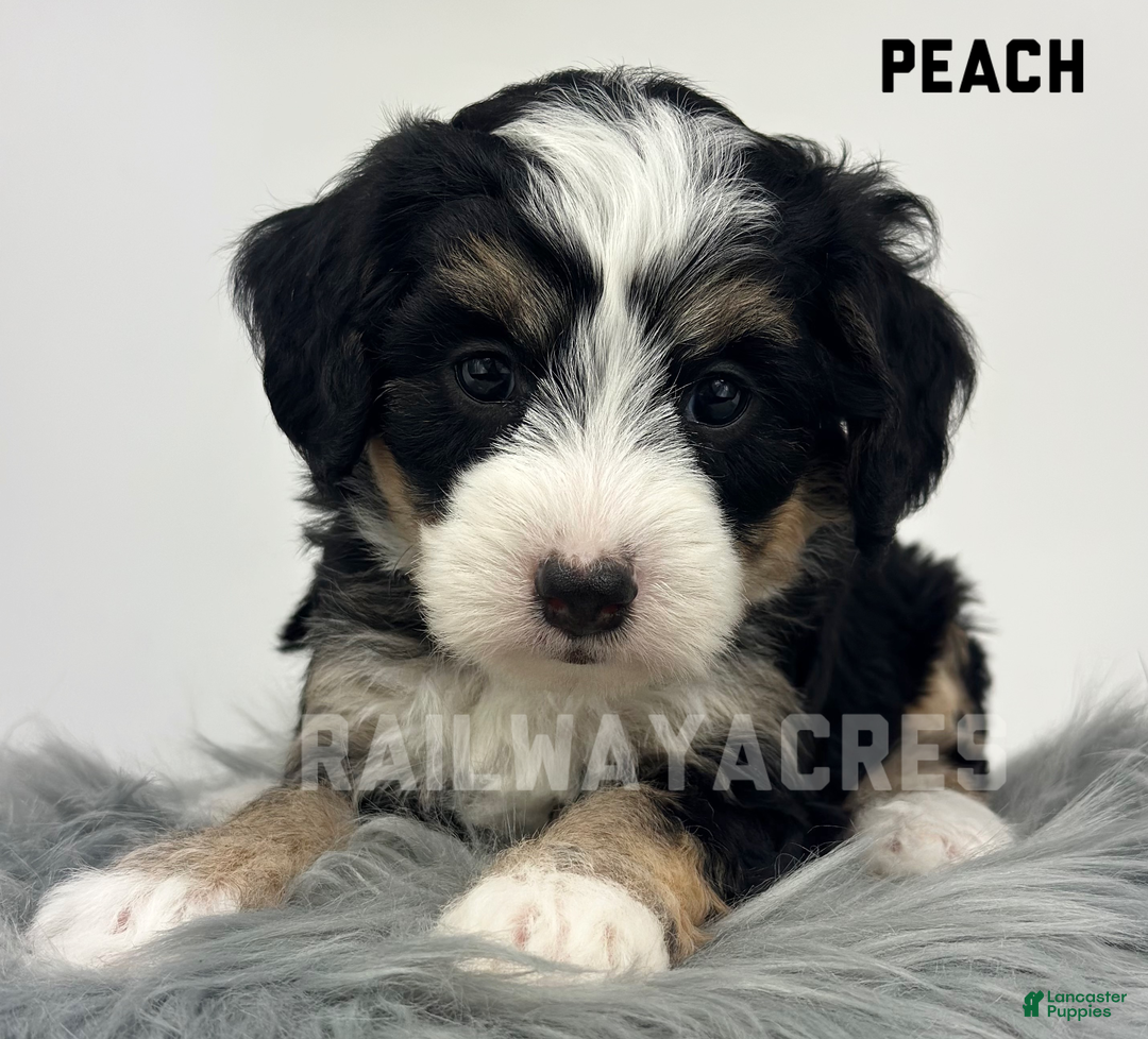 Mini Bernedoodle dogs for sale: Peach - Ad 1