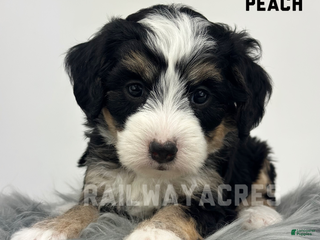 Mini Bernedoodle dogs Peach - Ad 14