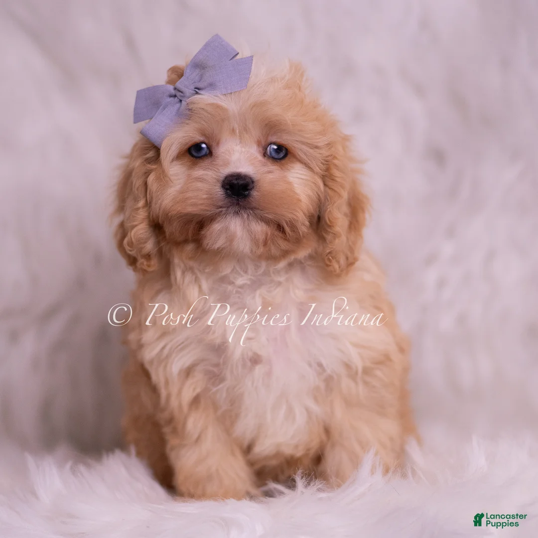 Cavapoo dogs for sale: Icy - Ad 2