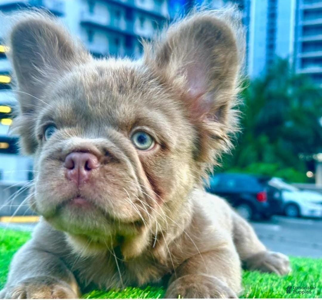 French Bulldog dogs New Shade Fluffy Male (Tiny size) - Ad 1