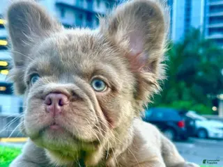 French Bulldog dogs New Shade Fluffy Male (Tiny size) - Ad 42