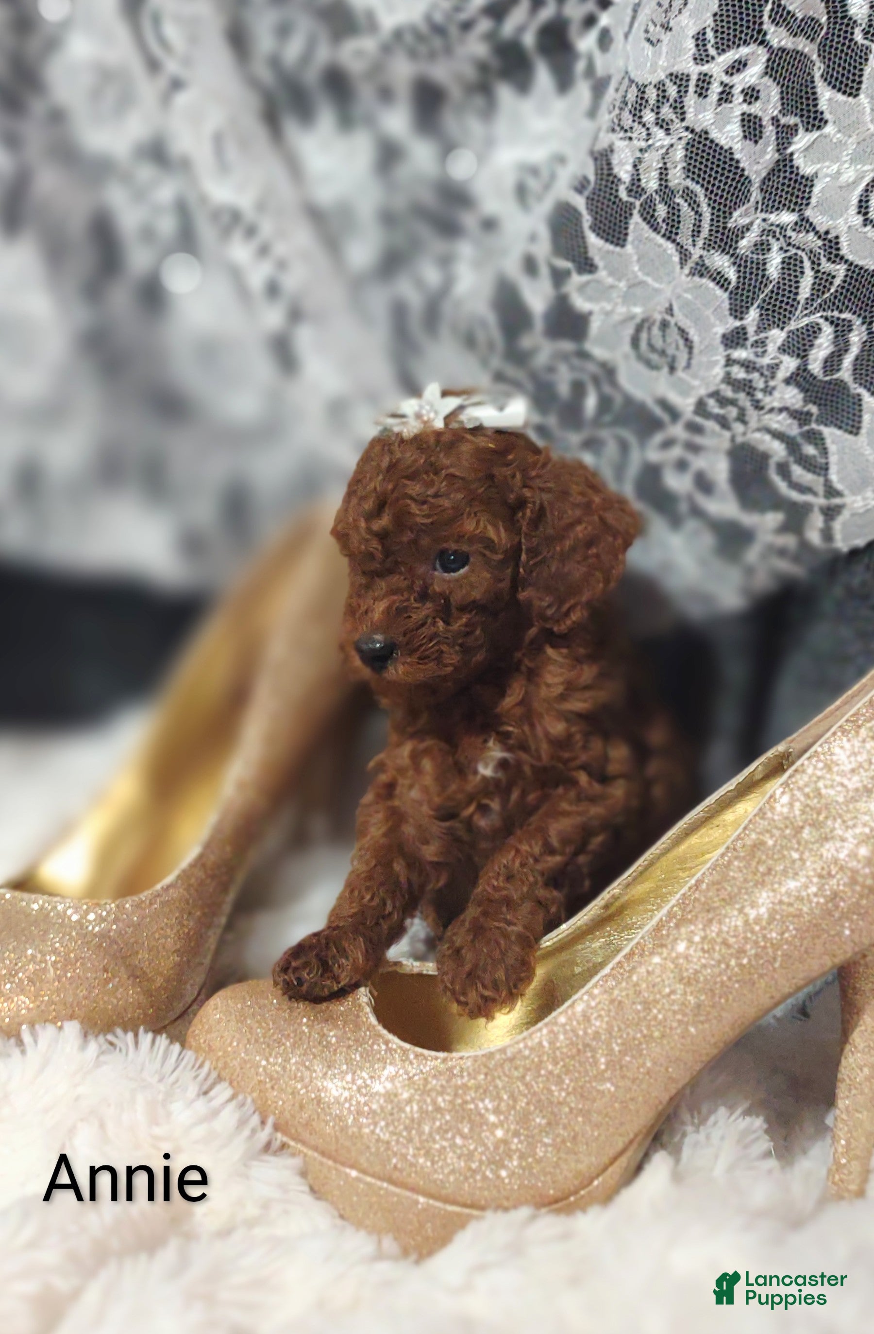 Cavapoo dogs Cavapoo F1b 9 Annie - Ad 2