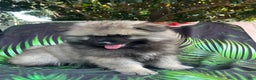Keeshond dogs for sale: Buddy - Ad 4
