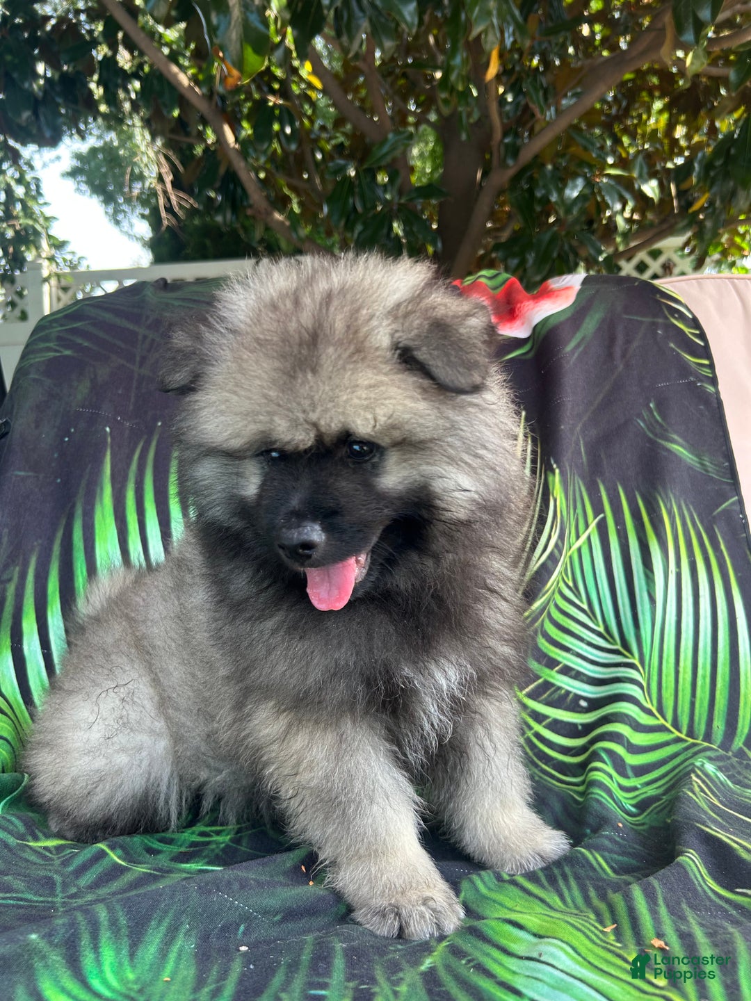 Keeshond dogs for sale: Buddy - Ad 4