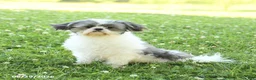 Shih Tzu dogs for sale: Lucy - Ad 6