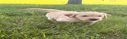 Golden Retriever dogs for sale: Mary - Ad 3