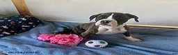Boxer dogs for sale: Samantha - Ad 4