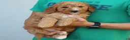 Mini Goldendoodle dogs for sale: Milo  - Ad 4