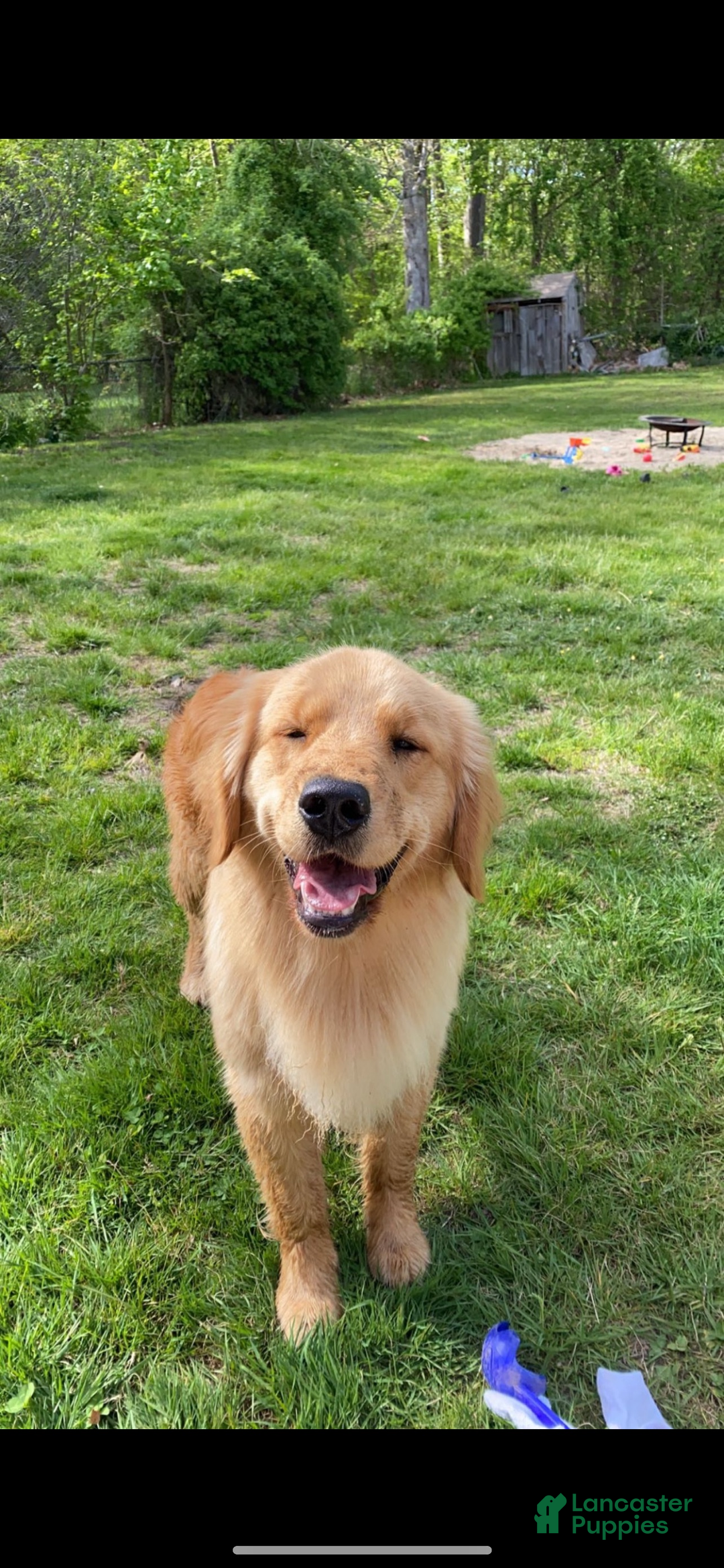 Golden Retriever dogs for sale: Golden Retriever Puppy orange  - Ad 12