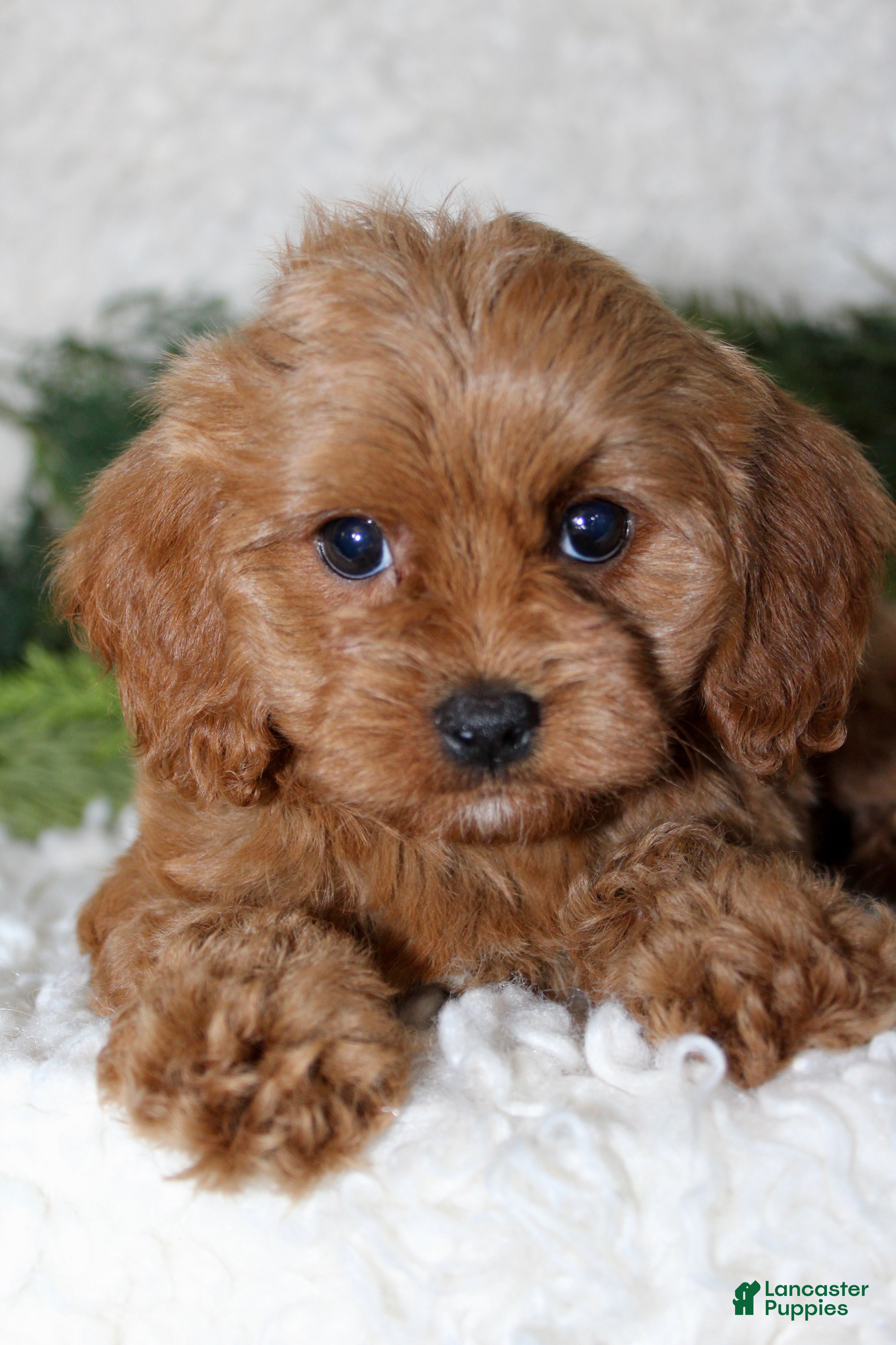 Cavapoo dogs Cavapoo 1 - Ad 13
