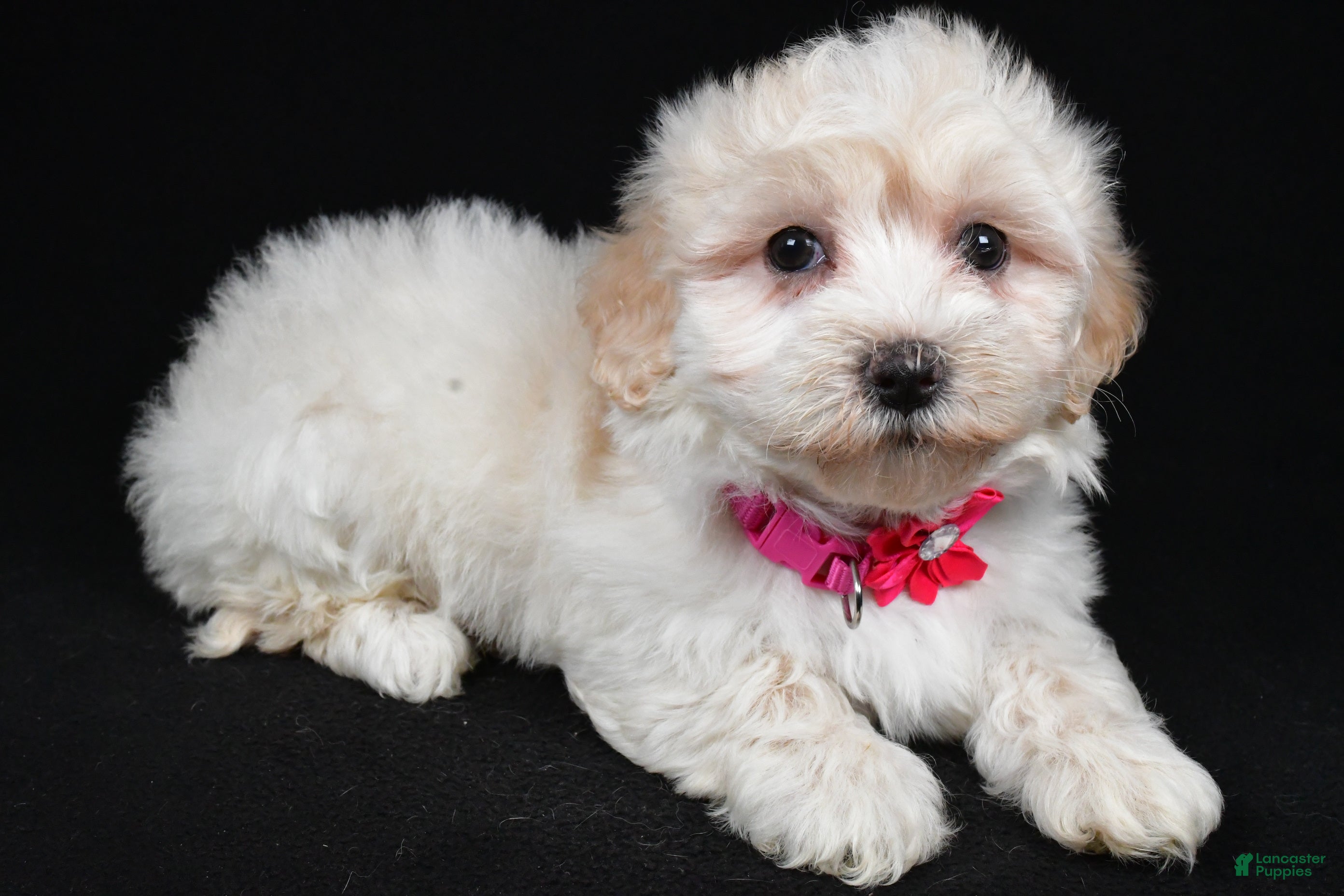 Maltipoo dogs Heather - Ad 1
