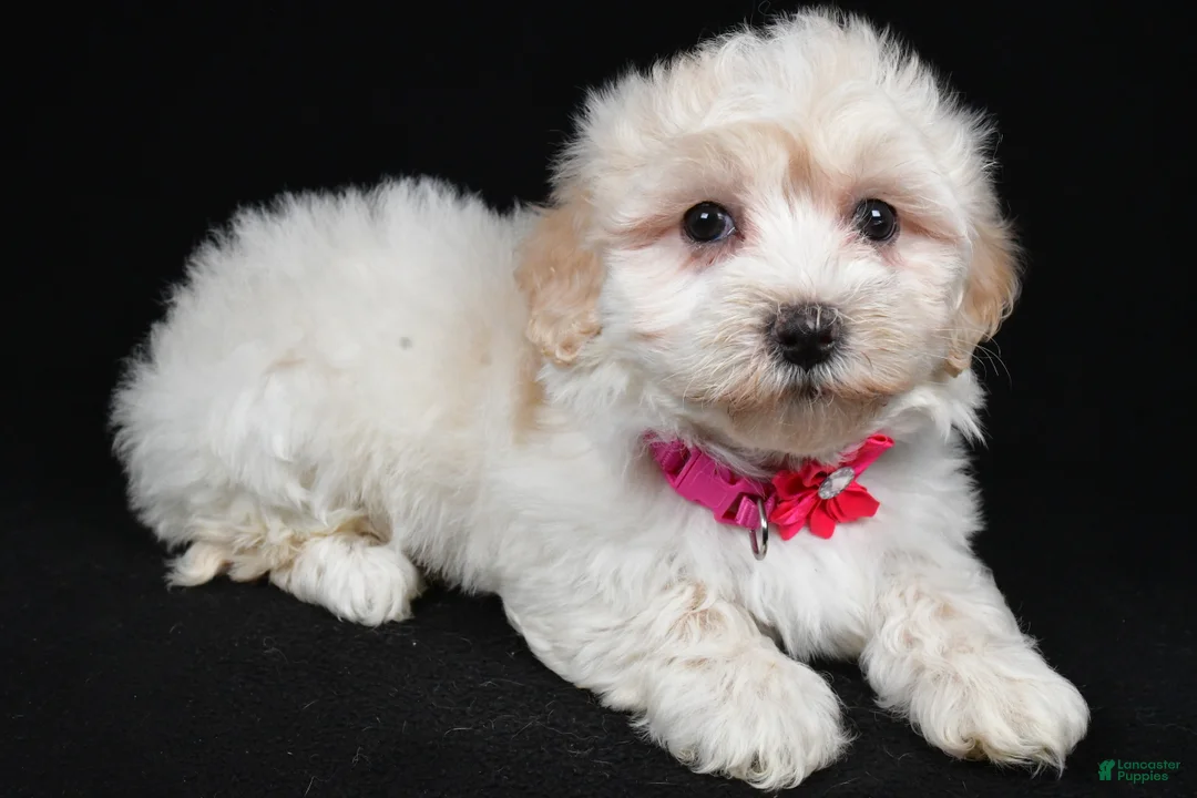 Maltipoo dogs for sale: Heather - Ad 1