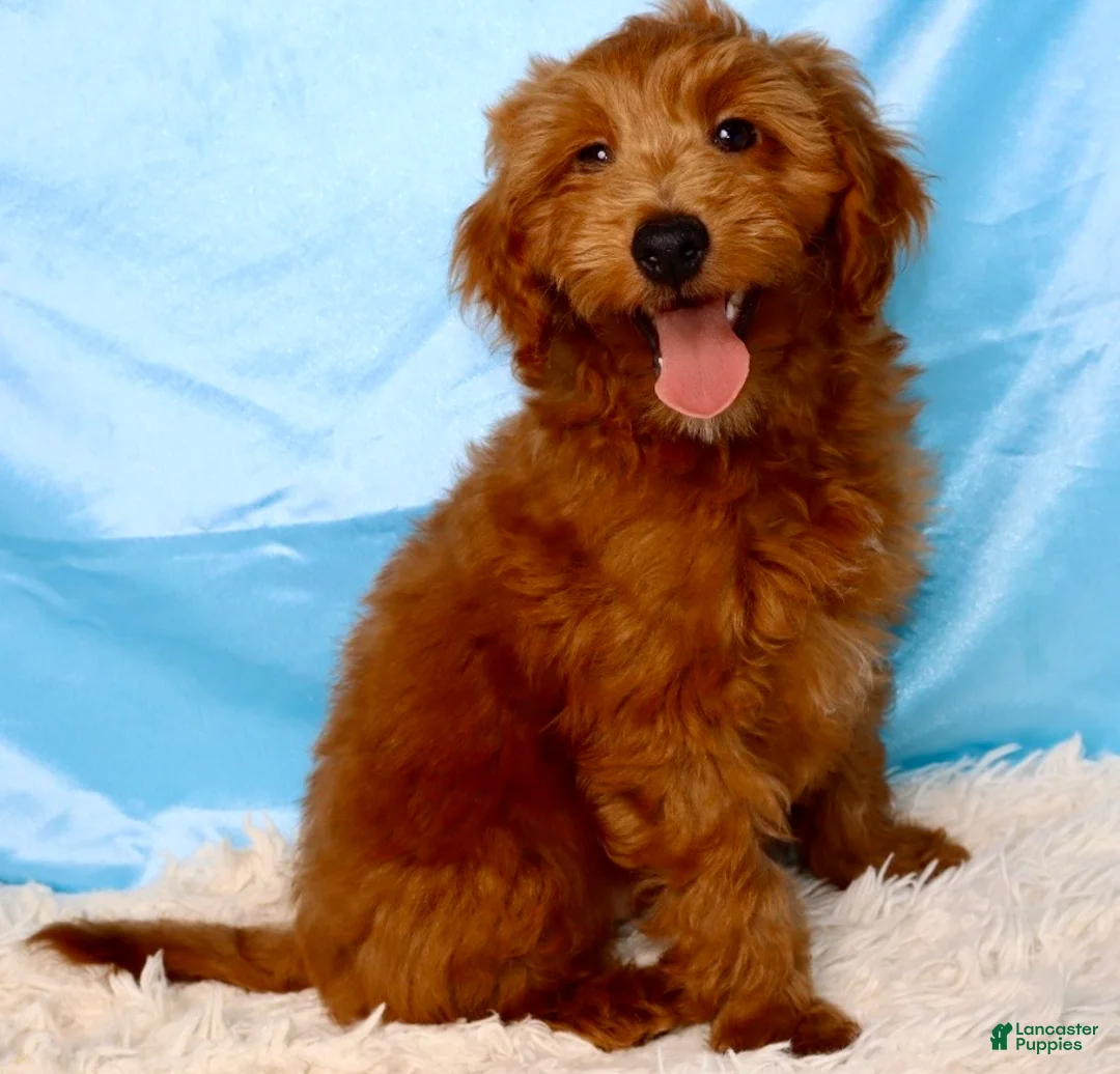 Mini Goldendoodle dogs for sale: 🐶Cory - Ad 1