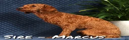 Havapoo dogs for sale: Ranger - Ad 10