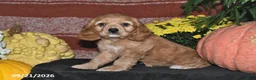 Cocker Spaniel dogs for sale: Maci - Ad 3