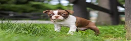 Boston Terrier dogs for sale: Sunny - Ad 4