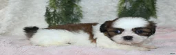 Shih Tzu dogs for sale: Shih Tzu 6 - Ad 2