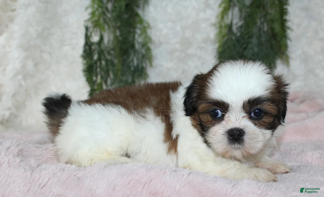 Shih Tzu dogs for sale: Shih Tzu 6 - Ad 2