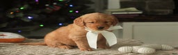 Golden Retriever dogs for sale: Savannah - AKC - Ad 7