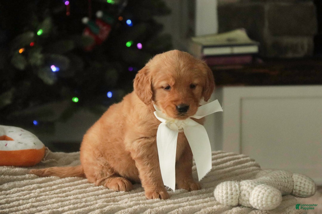 Golden Retriever dogs for sale: Savannah - AKC - Ad 7