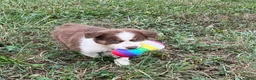 Australian Shepherd dogs for sale: Cutie - Ad 10