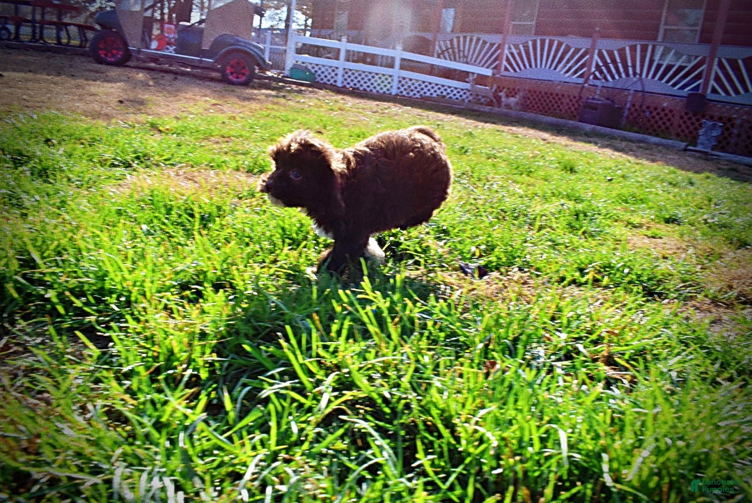 Havapoo dogs for sale: Ozzie - Ad 10