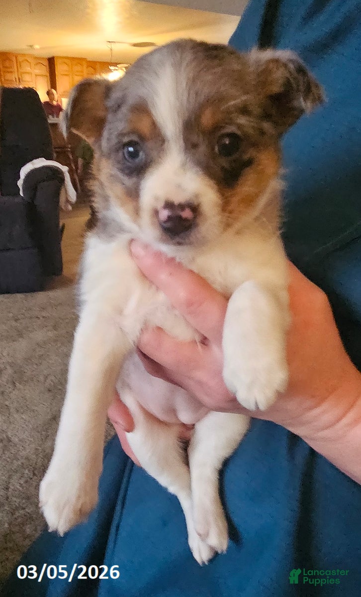 Mixed Breed dogs Daisy - Ad 2