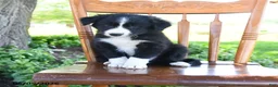 Border Collie dogs for sale: Luis - Ad 5