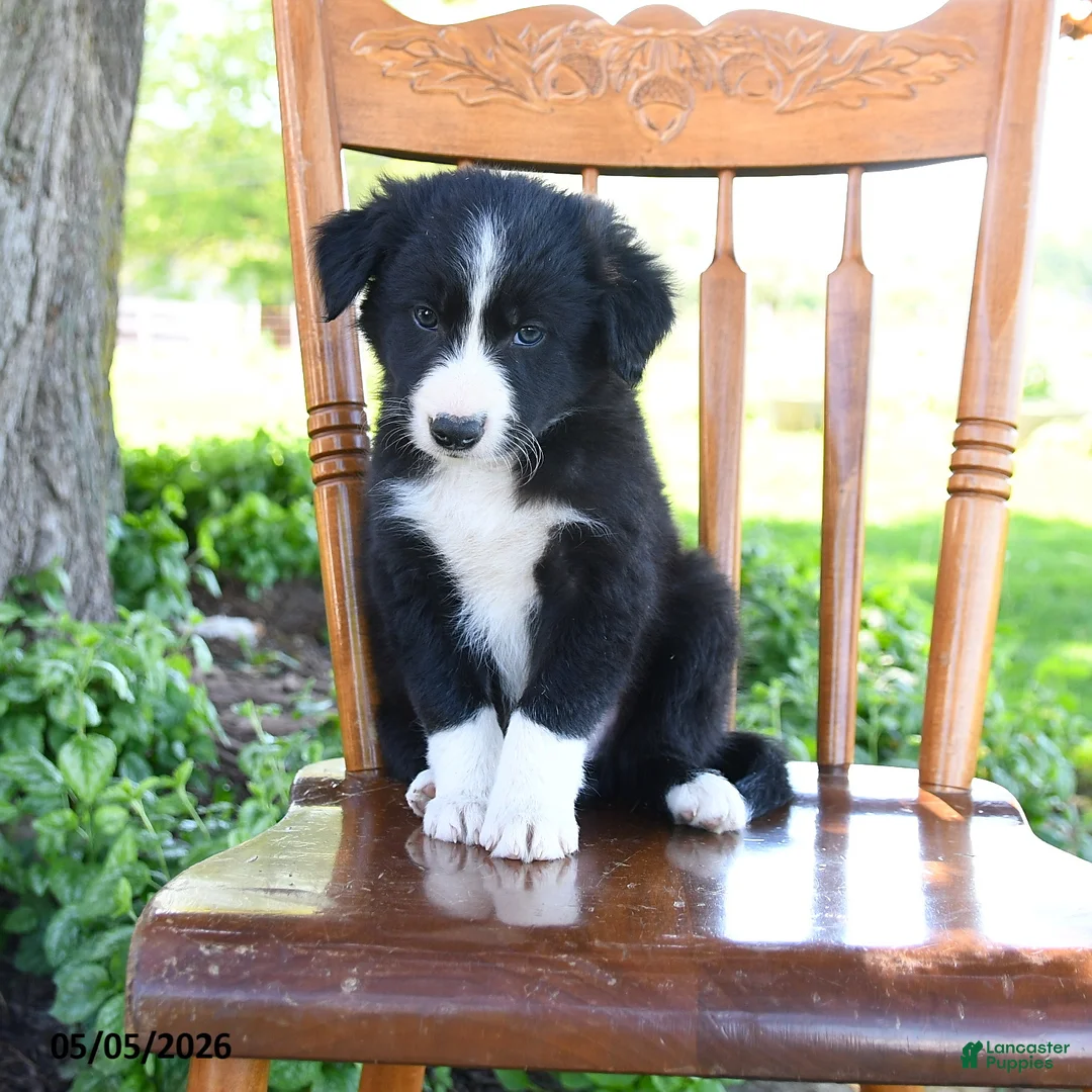Border Collie dogs for sale: Luis - Ad 5